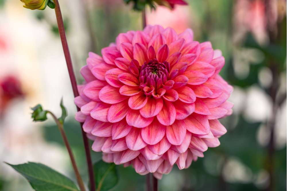 Dahlia Salmon Runner